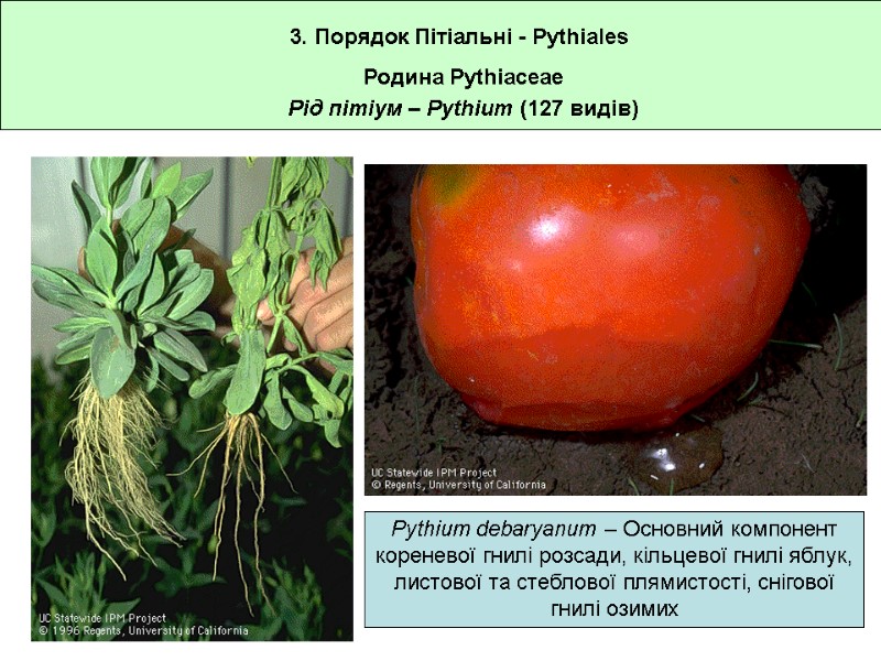 Pythium debaryanum – Основний компонент кореневої гнилі розсади, кільцевої гнилі яблук, листової та стеблової